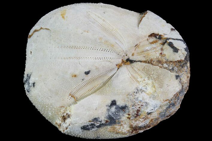 Fossil Echinoid (Sea Urchin) - Taouz, Morocco #87175